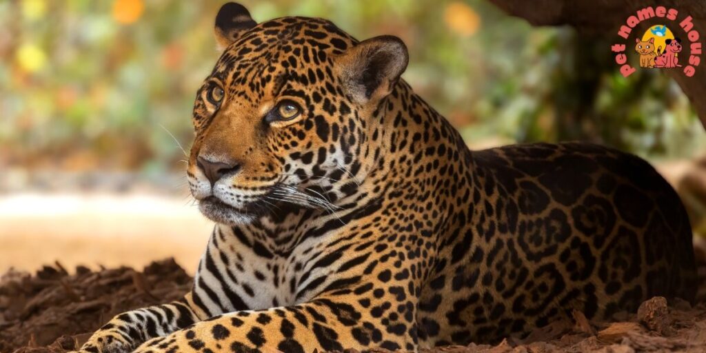 A male jaguar resting on the ground with golden fur and dark rosettes, perfect for male jaguar names.
