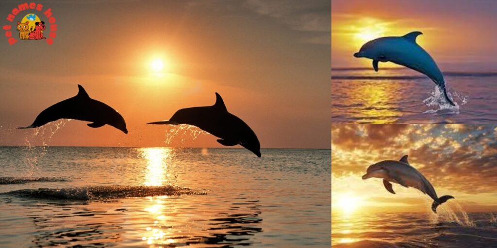 Inspiration for Dolphin Names
Cultural Influences Dolphin Names
Oceanic Themes Dolphin Names