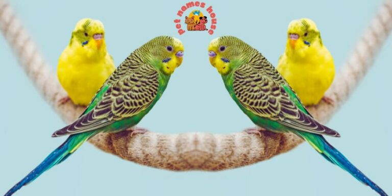 Cool Parakeet Names Cute Parakeet Names Good Parakeet Names Funny Parakeet Names Best Parakeet Names Unique Parakeet Names Classic Parakeet Names Rare Parakeet Names Male Parakeet Names Female Parakeet Names Parakeet Names for Pairs Magical Parakeet Names Mythological Parakeet Names Spice Parakeet Names Fancy Parakeet Names Fairy Tale Parakeet Names Parakeet Names in Spanish Albino Parakeet Names Nature-inspired Parakeet Names Food-inspired Parakeet Names Green Parakeet Names Yellow Parakeet Names White Parakeet Names Blue Parakeet Names Black Parakeet Names Orange Parakeet Names Red Parakeet Names Purple Parakeet Names Gray Parakeet Names Parakeet Name Ideas A to Z Names for Parakeets (Budgies)