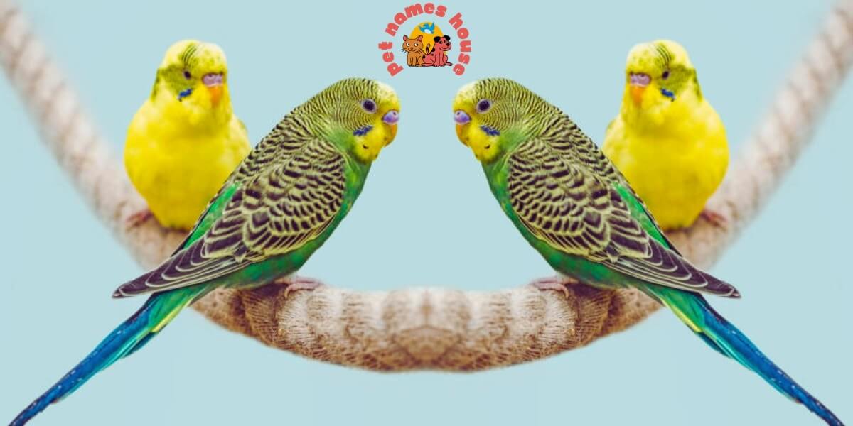 Cool Parakeet Names Cute Parakeet Names Good Parakeet Names Funny Parakeet Names Best Parakeet Names Unique Parakeet Names Classic Parakeet Names Rare Parakeet Names Male Parakeet Names Female Parakeet Names Parakeet Names for Pairs Magical Parakeet Names Mythological Parakeet Names Spice Parakeet Names Fancy Parakeet Names Fairy Tale Parakeet Names Parakeet Names in Spanish Albino Parakeet Names Nature-inspired Parakeet Names Food-inspired Parakeet Names Green Parakeet Names Yellow Parakeet Names White Parakeet Names Blue Parakeet Names Black Parakeet Names Orange Parakeet Names Red Parakeet Names Purple Parakeet Names Gray Parakeet Names Parakeet Name Ideas A to Z Names for Parakeets (Budgies)