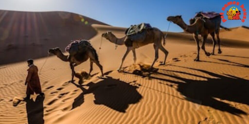 Badass Camel Names
Catchy Camel Names
Unique Camel Names
Good Camel Names
Cute Camel Names
Cool Camel Names
Famous Camel Names
Best Camel Names
Funny Camel Names
Popular Camel Names
Male Camel Names
Female Camel Names
Baby Camel Names
Pet Camel Names
Cartoon Camel Names
Nicknames for Camels
Disney Camel Names
Arabic Camel Names
Minecraft Camel Names
Common Camel Names
Camel Names from Movies and TV
Mythological and Cultural Camel Names