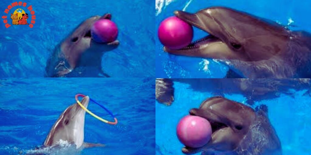funny dolphin names
popular dolphin names
cool dolphin names