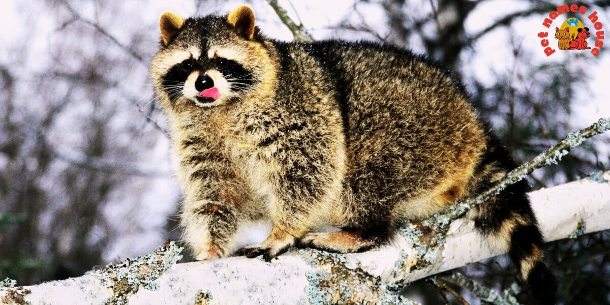 600+ Unique and Top Raccoon Names with Meanings