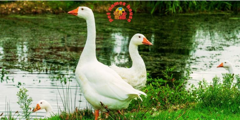 Pet Goose Names Good Goose Names Cute Goose Names Funny Goose Names Unique Goose Names Badass Goose Names Popular Goose Names Best Goose Names Cool Goose Names Male Goose Names Female Goose Names Baby Goose Names Unisex Goose Names Snow Goose Names Cartoon Goose Names Nicknames For Goose silly goose names Goose Names Male Goose Names Female Goose Names Boy Goose Names Girl