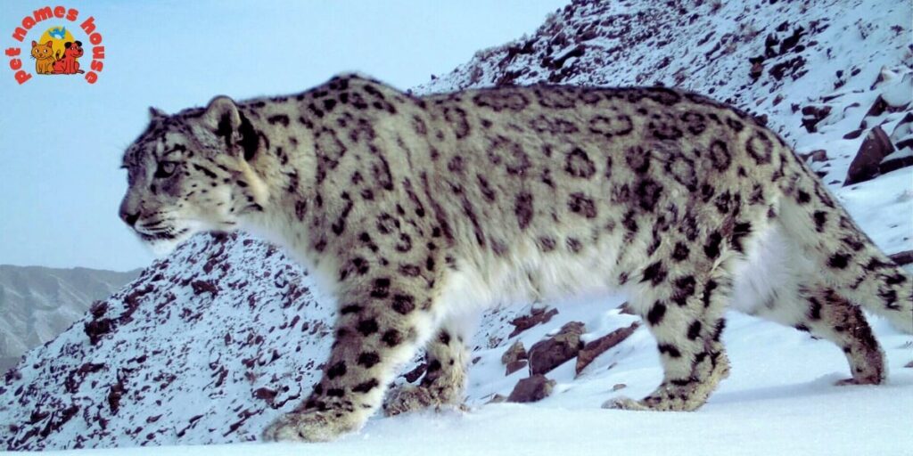 Best Snow Leopard Names
Funny Snow Leopard Names
Unique Snow Leopard Names
Cute Snow Leopard Names
Famous Snow Leopard Names
Cool Snow Leopard Names
Nicknames For Snow Leopard
Male Snow Leopard Names
Female Snow Leopard Names
Baby Snow Leopard Names
Trendy Snow Leopard Names
Badass Snow Leopard Names
Mythical Snow Leopard Names