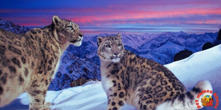 Snowlets Names 300+ Best and Catchy Snow Leopard Names with Meanings