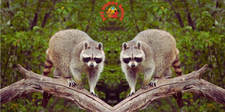 Top Raccoon Names Cool Raccoon Names Cute Raccoon Names Unique Raccoon Names Best Raccoon Names Popular Raccoon Names Good Raccoon Names Famous Raccoon Names Badass Raccoon Names Funny Raccoon Names Pet Raccoon Names Male Raccoon Names Female Raccoon Names Baby Raccoon Names Unisex Raccoon Names Pun Raccoon Names Cartoon Raccoon Names Nicknames For Raccoon Raccoon Names from Movies Food-Inspired Raccoon Names Color-Inspired Raccoon Names Nature-Inspired Raccoon Names