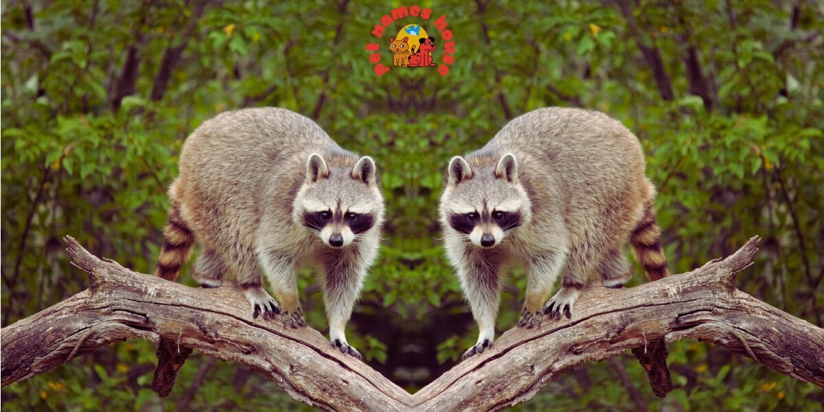 Top Raccoon Names Cool Raccoon Names Cute Raccoon Names Unique Raccoon Names Best Raccoon Names Popular Raccoon Names Good Raccoon Names Famous Raccoon Names Badass Raccoon Names Funny Raccoon Names Pet Raccoon Names Male Raccoon Names Female Raccoon Names Baby Raccoon Names Unisex Raccoon Names Pun Raccoon Names Cartoon Raccoon Names Nicknames For Raccoon Raccoon Names from Movies Food-Inspired Raccoon Names Color-Inspired Raccoon Names Nature-Inspired Raccoon Names