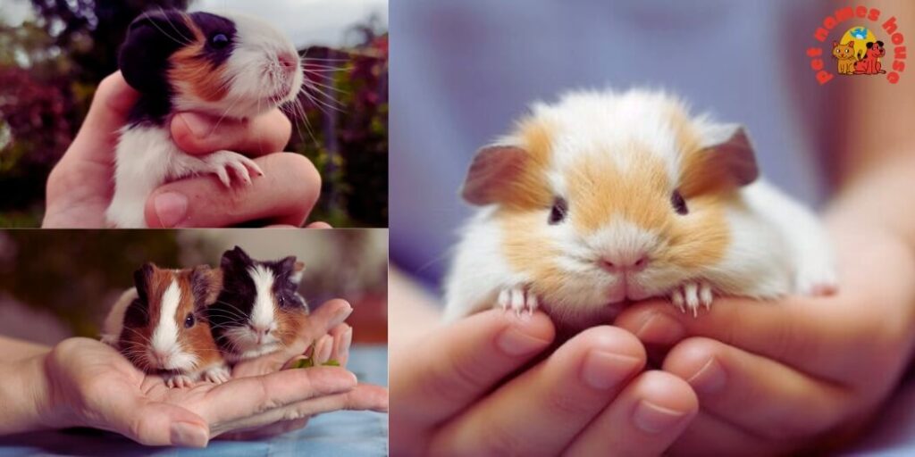 Best Guinea Pig Names
Funny Guinea Pig Names
Cool Guinea Pig Names
Cute Guinea Pig Names
Top Guinea Pig Names
Popular Guinea Pig Names
Unique Guinea Pig Names
Good Guinea Pig Names
Male Guinea Pig Names
Female Guinea Pig Names
Baby Guinea Pig Names
Nicknames for Guinea Pig
Creative Names for Guinea Pigs
Guinea Pig Names for Pairs
Disney Guinea Pig Names
Names for Fluffy Guinea Pigs
Celebrity Guinea Pig Names
Cartoon-Themed Guinea Pig Names
Fictional Character-Inspired Names
Mythological Guinea Pig Names
Color-Inspired Guinea Pig Names
White Guinea Pig Names
Black Guinea Pig Names
Brown Guinea Pig Names
Ginger Guinea Pig Names
Blonde Guinea Pig Names
Food-Inspired Guinea Pig Names
Nature-Inspired Guinea Pig Names
Destination-Inspired Guinea Pig Names
Movie and TV Star Names for Guinea Pigs
A to Z Guinea Pig Names