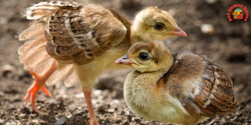 Pet Peacock Names
Creative Peacock Name Ideas
Popular Peacock Names
Funny Peacock Names
Best Peacock Names
Unique Peacock Names
Male Peacock Names
Female Peacock Names
Baby Peacock Names
Baby Peafowl Name Ideas
Cool Peacock Names
Cute Peacock Names
Unique Peacock Names
Famous Peacock Names
White Peacock Names
Blue Peacock Names
Western Peacock Names
drew peacock names
Peacock Nicknames
Exotic Peacock Names
peacock names adopt me
Scientific Peacock Names
Fantasy-Inspired Peacock Names
Nature-Inspired Peacock Names
Color-Inspired Peacock Names
Peacock Names Inspired by Royalty
Mythology-Inspired Peacock Names
Peacock Names from Movies & TV
peacock names in other languages
Peacock Names by Personality