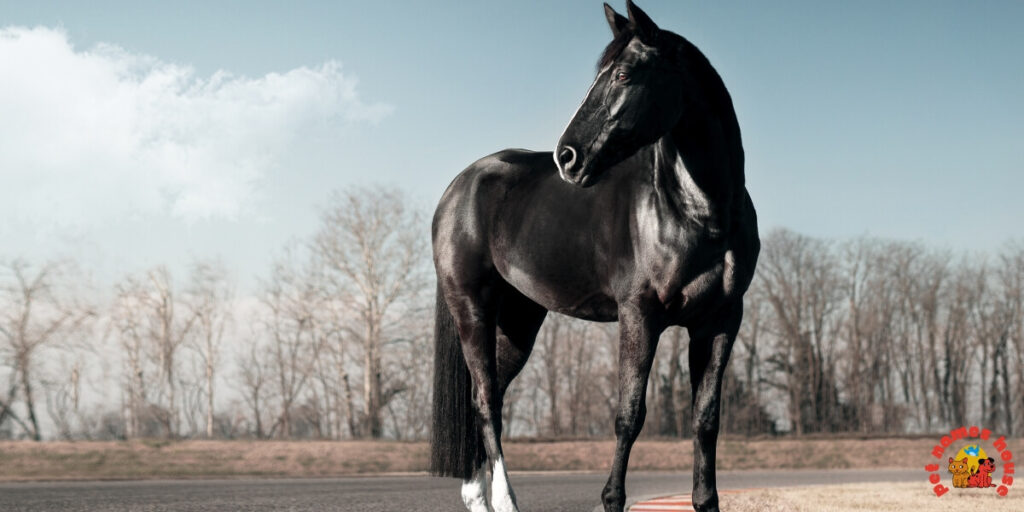 Cute Horse Names
Rare Horse Names
Good Horse Names
Popular Horse Names
Classic Horse Names
Funny Horse Names
Creative Horse Names
Nicknames For Horse
Badass Horse Names
Unique Horse Names
Famous Horse Names
Race Horse Names
Sport Horse Names
Cool Horse Names
Best Horse Names
Horse Names for Pairs
Male Horse Names
Female Horse Names
Baby Horse Names
Foal Horse Names