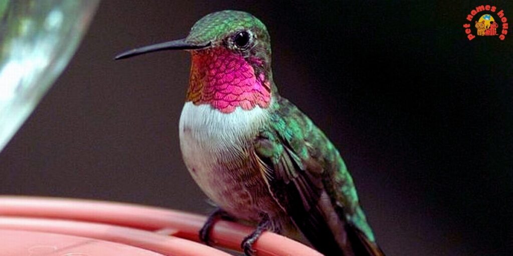 Cute Hummingbird Names
Funny Hummingbird Names
Cool Hummingbird Names
Best Hummingbird Names
Unique Hummingbird Names
Badass Hummingbird Names
Male Hummingbird Names
Female Hummingbird Names
Baby Hummingbird Names
Nicknames for Hummingbird
Little Hummingbird Names
Nature-Inspired Hummingbird Names
Food-Inspired Hummingbird Names
Color-Inspired Hummingbird Names
Good Hummingbird Names
Famous Hummingbird Names
