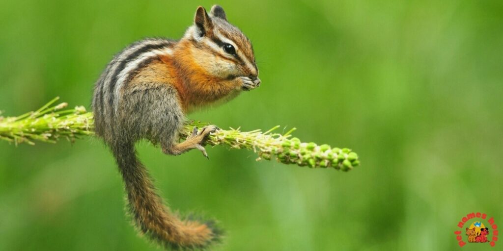 Pet Chipmunk Names
Funny Chipmunk Names
Good Chipmunk Names
Cute Chipmunk Names
Unique Chipmunk Names
Best Chipmunk Names
Cool Chipmunk Names
Popular Chipmunk Names
Nicknames For Chipmunk
Male Chipmunk Names
Female Chipmunk Names
Baby Chipmunk Names
Alvin Chipmunk Names
Mythical Chipmunk Names
Nature-Inspired Chipmunk Names
Food-Inspired Chipmunk Names
Color-Inspired Chipmunk Names