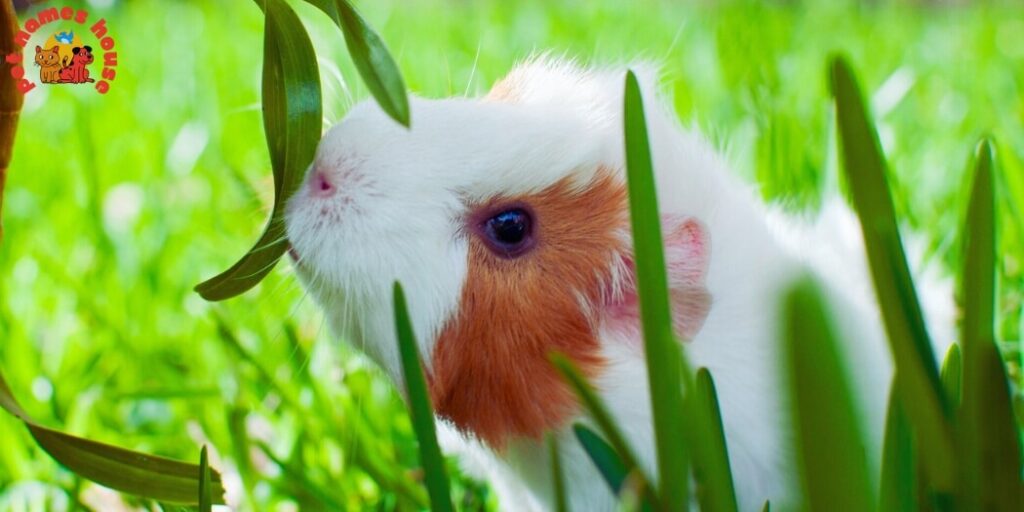 Best Guinea Pig Names
Funny Guinea Pig Names
Cool Guinea Pig Names
Cute Guinea Pig Names
Top Guinea Pig Names
Popular Guinea Pig Names
Unique Guinea Pig Names
Good Guinea Pig Names
Male Guinea Pig Names
Female Guinea Pig Names
Baby Guinea Pig Names
Nicknames for Guinea Pig
Creative Names for Guinea Pigs
Guinea Pig Names for Pairs
Disney Guinea Pig Names
Names for Fluffy Guinea Pigs
Celebrity Guinea Pig Names
Cartoon-Themed Guinea Pig Names
Fictional Character-Inspired Names
Mythological Guinea Pig Names
Color-Inspired Guinea Pig Names
White Guinea Pig Names
Black Guinea Pig Names
Brown Guinea Pig Names
Ginger Guinea Pig Names
Blonde Guinea Pig Names
Food-Inspired Guinea Pig Names
Nature-Inspired Guinea Pig Names
Destination-Inspired Guinea Pig Names
Movie and TV Star Names for Guinea Pigs
A to Z Guinea Pig Names