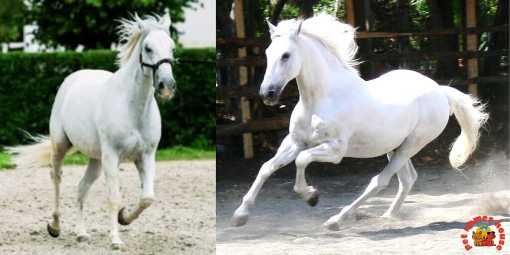 Cute Horse Names
Rare Horse Names
Good Horse Names
Popular Horse Names
Classic Horse Names
Funny Horse Names
Creative Horse Names
Nicknames For Horse
Badass Horse Names
Unique Horse Names
Famous Horse Names
Race Horse Names
Sport Horse Names
Cool Horse Names
Best Horse Names
Horse Names for Pairs
Male Horse Names
Female Horse Names
Baby Horse Names
Foal Horse Names