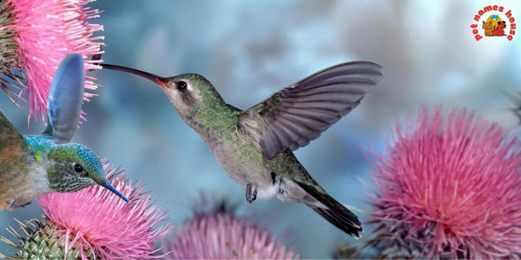Cute Hummingbird Names
Funny Hummingbird Names
Cool Hummingbird Names
Best Hummingbird Names
Unique Hummingbird Names
Badass Hummingbird Names
Male Hummingbird Names
Female Hummingbird Names
Baby Hummingbird Names
Nicknames for Hummingbird
Little Hummingbird Names
Nature-Inspired Hummingbird Names
Food-Inspired Hummingbird Names
Color-Inspired Hummingbird Names
Good Hummingbird Names
Famous Hummingbird Names