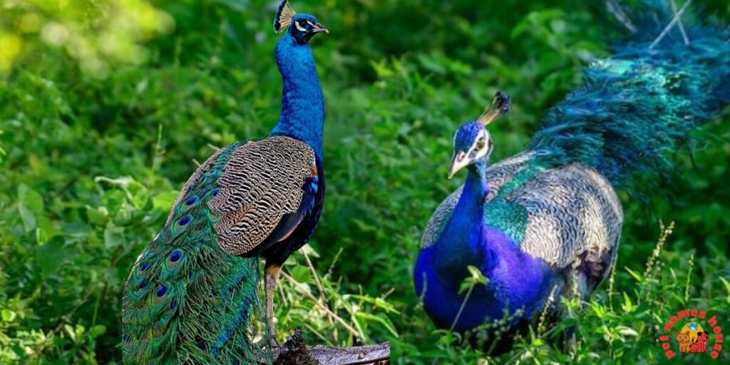 Pet Peacock Names
Creative Peacock Name Ideas
Popular Peacock Names
Funny Peacock Names
Best Peacock Names
Unique Peacock Names
Male Peacock Names
Female Peacock Names
Baby Peacock Names
Baby Peafowl Name Ideas
Cool Peacock Names
Cute Peacock Names
Unique Peacock Names
Famous Peacock Names
White Peacock Names
Blue Peacock Names
Western Peacock Names
drew peacock names
Peacock Nicknames
Exotic Peacock Names
peacock names adopt me
Scientific Peacock Names
Fantasy-Inspired Peacock Names
Nature-Inspired Peacock Names
Color-Inspired Peacock Names
Peacock Names Inspired by Royalty
Mythology-Inspired Peacock Names
Peacock Names from Movies & TV
peacock names in other languages
Peacock Names by Personality