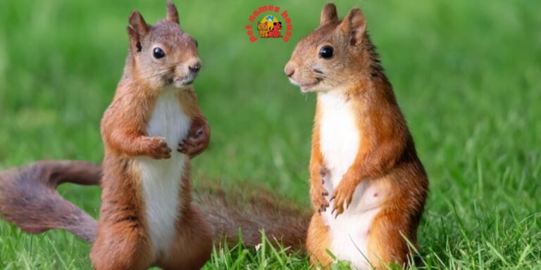 Pet Chipmunk Names Funny Chipmunk Names Good Chipmunk Names Cute Chipmunk Names Unique Chipmunk Names Best Chipmunk Names Cool Chipmunk Names Popular Chipmunk Names Nicknames For Chipmunk Male Chipmunk Names Female Chipmunk Names Baby Chipmunk Names Alvin Chipmunk Names Mythical Chipmunk Names Nature-Inspired Chipmunk Names Food-Inspired Chipmunk Names Color-Inspired Chipmunk Names