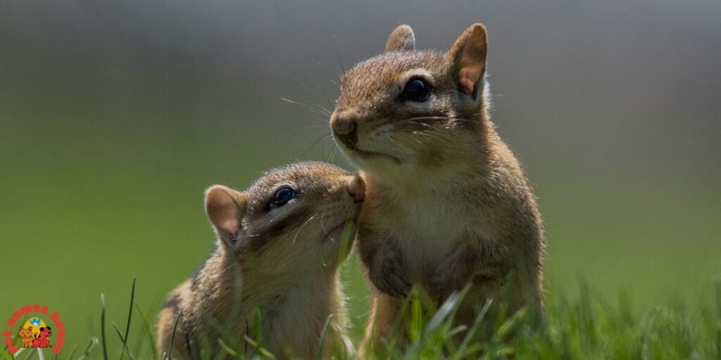 Pet Chipmunk Names
Funny Chipmunk Names
Good Chipmunk Names
Cute Chipmunk Names
Unique Chipmunk Names
Best Chipmunk Names
Cool Chipmunk Names
Popular Chipmunk Names
Nicknames For Chipmunk
Male Chipmunk Names
Female Chipmunk Names
Baby Chipmunk Names
Alvin Chipmunk Names
Mythical Chipmunk Names
Nature-Inspired Chipmunk Names
Food-Inspired Chipmunk Names
Color-Inspired Chipmunk Names