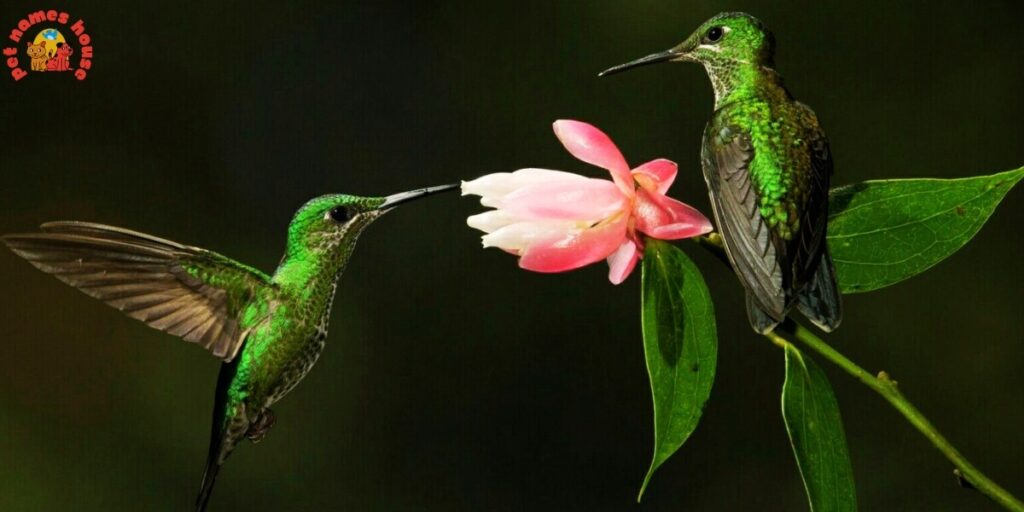 Cute Hummingbird Names
Funny Hummingbird Names
Cool Hummingbird Names
Best Hummingbird Names
Unique Hummingbird Names
Badass Hummingbird Names
Male Hummingbird Names
Female Hummingbird Names
Baby Hummingbird Names
Nicknames for Hummingbird
Little Hummingbird Names
Nature-Inspired Hummingbird Names
Food-Inspired Hummingbird Names
Color-Inspired Hummingbird Names
Good Hummingbird Names
Famous Hummingbird Names