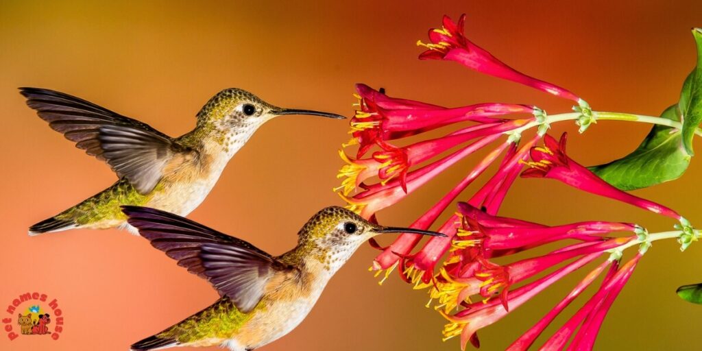Cute Hummingbird Names
Funny Hummingbird Names
Cool Hummingbird Names
Best Hummingbird Names
Unique Hummingbird Names
Badass Hummingbird Names
Male Hummingbird Names
Female Hummingbird Names
Baby Hummingbird Names
Nicknames for Hummingbird
Little Hummingbird Names
Nature-Inspired Hummingbird Names
Food-Inspired Hummingbird Names
Color-Inspired Hummingbird Names
Good Hummingbird Names
Famous Hummingbird Names