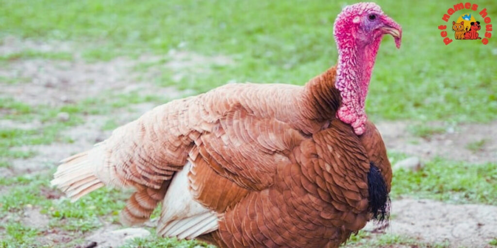 Pet Turkey Names
Funny Turkey Names
Clever Turkey Names
Cute Turkey Names
Unique Turkey Names
Best Turkey Names
Cool Turkey Names
Good Turkey Names
Popular Turkey Names
Famous Turkey Names
Male Turkey Names
Female Turkey Names
Baby Turkey Names
Unisex Turkey Names
Nicknames for Turkeys
Pardoned Turkey Names
Thanksgiving Turkey Names