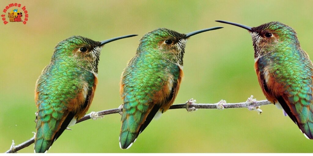 Cute Hummingbird Names
Funny Hummingbird Names
Cool Hummingbird Names
Best Hummingbird Names
Unique Hummingbird Names
Badass Hummingbird Names
Male Hummingbird Names
Female Hummingbird Names
Baby Hummingbird Names
Nicknames for Hummingbird
Little Hummingbird Names
Nature-Inspired Hummingbird Names
Food-Inspired Hummingbird Names
Color-Inspired Hummingbird Names
Good Hummingbird Names
Famous Hummingbird Names