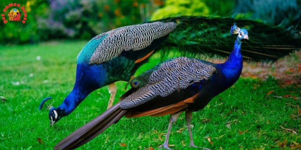 Pet Peacock Names
Creative Peacock Name Ideas
Popular Peacock Names
Funny Peacock Names
Best Peacock Names
Unique Peacock Names
Male Peacock Names
Female Peacock Names
Baby Peacock Names
Baby Peafowl Name Ideas
Cool Peacock Names
Cute Peacock Names
Unique Peacock Names
Famous Peacock Names
White Peacock Names
Blue Peacock Names
Western Peacock Names
drew peacock names
Peacock Nicknames
Exotic Peacock Names
peacock names adopt me
Scientific Peacock Names
Fantasy-Inspired Peacock Names
Nature-Inspired Peacock Names
Color-Inspired Peacock Names
Peacock Names Inspired by Royalty
Mythology-Inspired Peacock Names
Peacock Names from Movies & TV
peacock names in other languages
Peacock Names by Personality