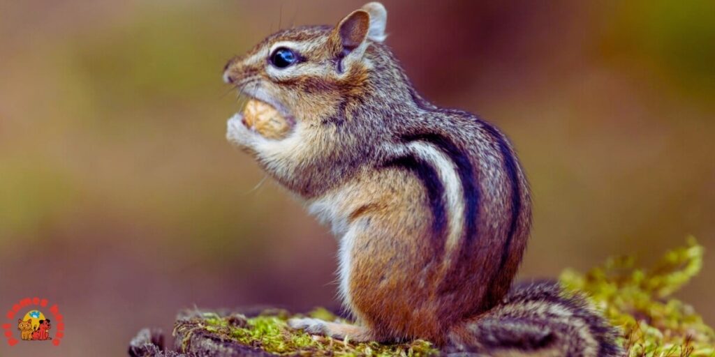 Pet Chipmunk Names
Funny Chipmunk Names
Good Chipmunk Names
Cute Chipmunk Names
Unique Chipmunk Names
Best Chipmunk Names
Cool Chipmunk Names
Popular Chipmunk Names
Nicknames For Chipmunk
Male Chipmunk Names
Female Chipmunk Names
Baby Chipmunk Names
Alvin Chipmunk Names
Mythical Chipmunk Names
Nature-Inspired Chipmunk Names
Food-Inspired Chipmunk Names
Color-Inspired Chipmunk Names