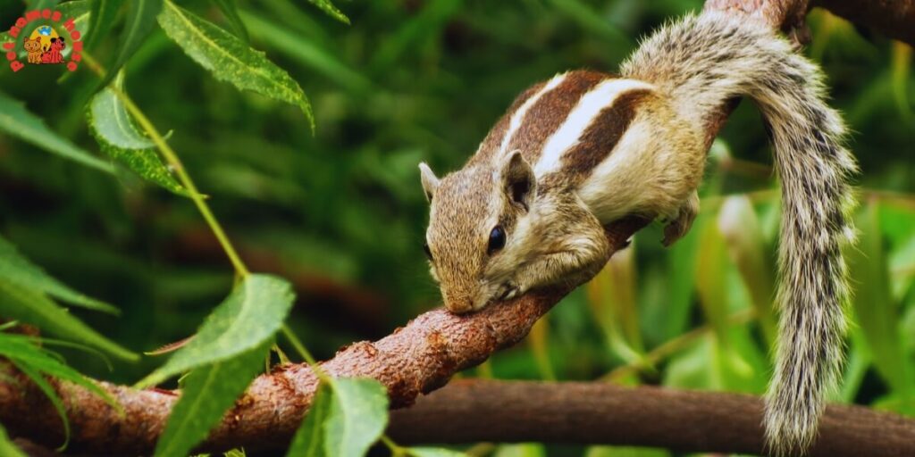 Pet Chipmunk Names
Funny Chipmunk Names
Good Chipmunk Names
Cute Chipmunk Names
Unique Chipmunk Names
Best Chipmunk Names
Cool Chipmunk Names
Popular Chipmunk Names
Nicknames For Chipmunk
Male Chipmunk Names
Female Chipmunk Names
Baby Chipmunk Names
Alvin Chipmunk Names
Mythical Chipmunk Names
Nature-Inspired Chipmunk Names
Food-Inspired Chipmunk Names
Color-Inspired Chipmunk Names