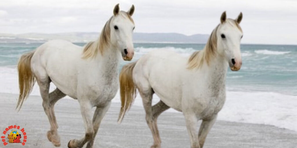 Cute Horse Names
Rare Horse Names
Good Horse Names
Popular Horse Names
Classic Horse Names
Funny Horse Names
Creative Horse Names
Nicknames For Horse
Badass Horse Names
Unique Horse Names
Famous Horse Names
Race Horse Names
Sport Horse Names
Cool Horse Names
Best Horse Names
Horse Names for Pairs
Male Horse Names
Female Horse Names
Baby Horse Names
Foal Horse Names