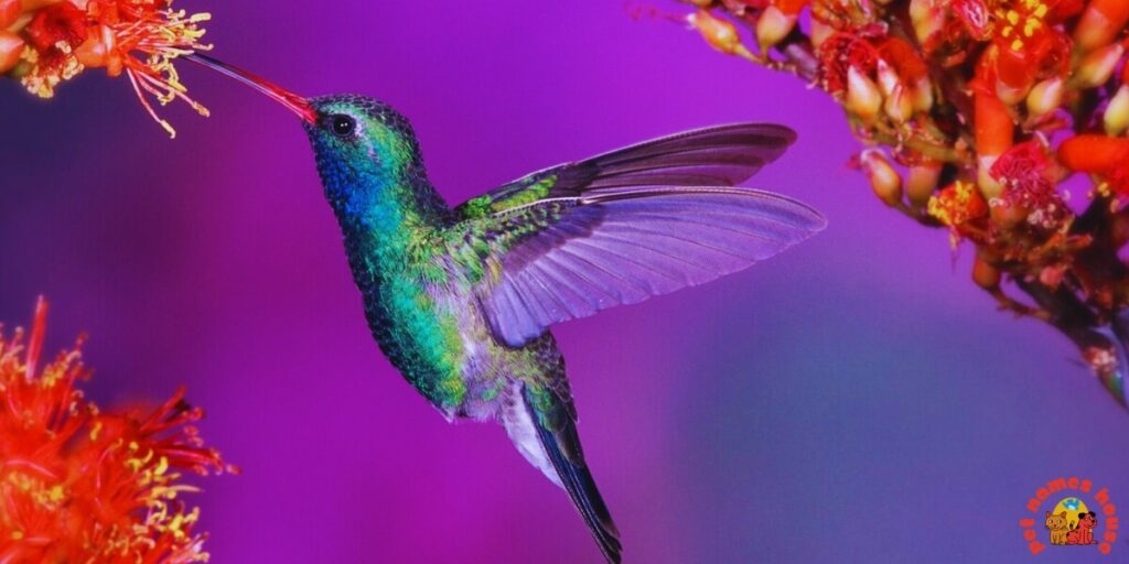 Cute Hummingbird Names
Funny Hummingbird Names
Cool Hummingbird Names
Best Hummingbird Names
Unique Hummingbird Names
Badass Hummingbird Names
Male Hummingbird Names
Female Hummingbird Names
Baby Hummingbird Names
Nicknames for Hummingbird
Little Hummingbird Names
Nature-Inspired Hummingbird Names
Food-Inspired Hummingbird Names
Color-Inspired Hummingbird Names
Good Hummingbird Names
Famous Hummingbird Names
