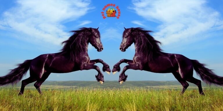 Cute Horse Names Rare Horse Names Good Horse Names Popular Horse Names Classic Horse Names Funny Horse Names Creative Horse Names Nicknames For Horse Badass Horse Names Unique Horse Names Famous Horse Names Race Horse Names Sport Horse Names Cool Horse Names Best Horse Names Horse Names for Pairs Male Horse Names Female Horse Names Baby Horse Names Foal Horse Names