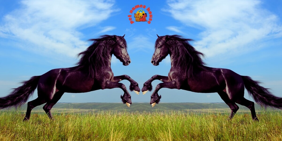 Cute Horse Names Rare Horse Names Good Horse Names Popular Horse Names Classic Horse Names Funny Horse Names Creative Horse Names Nicknames For Horse Badass Horse Names Unique Horse Names Famous Horse Names Race Horse Names Sport Horse Names Cool Horse Names Best Horse Names Horse Names for Pairs Male Horse Names Female Horse Names Baby Horse Names Foal Horse Names