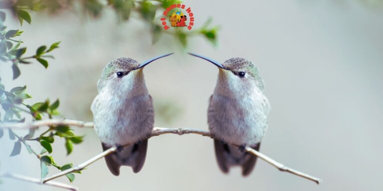 Cute Hummingbird Names Funny Hummingbird Names Cool Hummingbird Names Best Hummingbird Names Unique Hummingbird Names Badass Hummingbird Names Male Hummingbird Names Female Hummingbird Names Baby Hummingbird Names Nicknames for Hummingbird Little Hummingbird Names Nature-Inspired Hummingbird Names Food-Inspired Hummingbird Names Color-Inspired Hummingbird Names Good Hummingbird Names Famous Hummingbird Names Hummingbird Mythology Names Hummingbird Scientific Names Other Names for Hummingbirds Popular Hummingbird Names in Movies Creative Hummingbird Name Ideas Short and Simple Hummingbird Names Exotic Hummingbird Names Spiritual Hummingbird Names Pet Hummingbird Name Ideas Hummingbird Names from History Beautiful Hummingbird Names