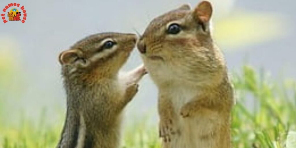 Pet Chipmunk Names
Funny Chipmunk Names
Good Chipmunk Names
Cute Chipmunk Names
Unique Chipmunk Names
Best Chipmunk Names
Cool Chipmunk Names
Popular Chipmunk Names
Nicknames For Chipmunk
Male Chipmunk Names
Female Chipmunk Names
Baby Chipmunk Names
Alvin Chipmunk Names
Mythical Chipmunk Names
Nature-Inspired Chipmunk Names
Food-Inspired Chipmunk Names
Color-Inspired Chipmunk Names