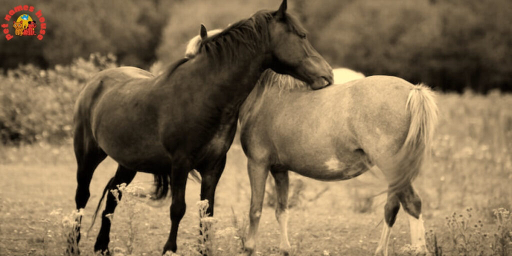 Cute Horse Names
Rare Horse Names
Good Horse Names
Popular Horse Names
Classic Horse Names
Funny Horse Names
Creative Horse Names
Nicknames For Horse
Badass Horse Names
Unique Horse Names
Famous Horse Names
Race Horse Names
Sport Horse Names
Cool Horse Names
Best Horse Names
Horse Names for Pairs
Male Horse Names
Female Horse Names
Baby Horse Names
Foal Horse Names