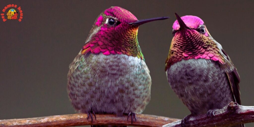 Cute Hummingbird Names
Funny Hummingbird Names
Cool Hummingbird Names
Best Hummingbird Names
Unique Hummingbird Names
Badass Hummingbird Names
Male Hummingbird Names
Female Hummingbird Names
Baby Hummingbird Names
Nicknames for Hummingbird
Little Hummingbird Names
Nature-Inspired Hummingbird Names
Food-Inspired Hummingbird Names
Color-Inspired Hummingbird Names
Good Hummingbird Names
Famous Hummingbird Names
