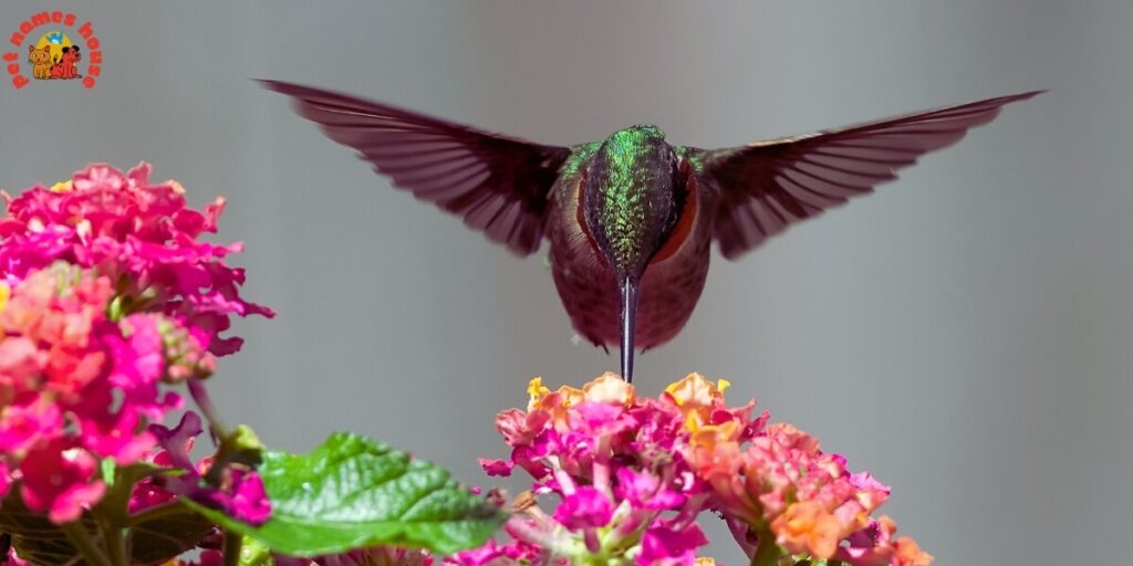 Cute Hummingbird Names
Funny Hummingbird Names
Cool Hummingbird Names
Best Hummingbird Names
Unique Hummingbird Names
Badass Hummingbird Names
Male Hummingbird Names
Female Hummingbird Names
Baby Hummingbird Names
Nicknames for Hummingbird
Little Hummingbird Names
Nature-Inspired Hummingbird Names
Food-Inspired Hummingbird Names
Color-Inspired Hummingbird Names
Good Hummingbird Names
Famous Hummingbird Names