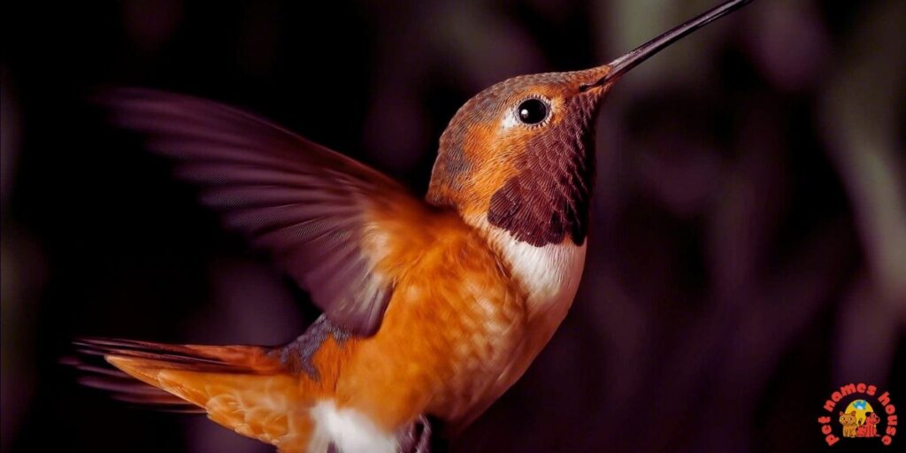 Cute Hummingbird Names
Funny Hummingbird Names
Cool Hummingbird Names
Best Hummingbird Names
Unique Hummingbird Names
Badass Hummingbird Names
Male Hummingbird Names
Female Hummingbird Names
Baby Hummingbird Names
Nicknames for Hummingbird
Little Hummingbird Names
Nature-Inspired Hummingbird Names
Food-Inspired Hummingbird Names
Color-Inspired Hummingbird Names
Good Hummingbird Names
Famous Hummingbird Names