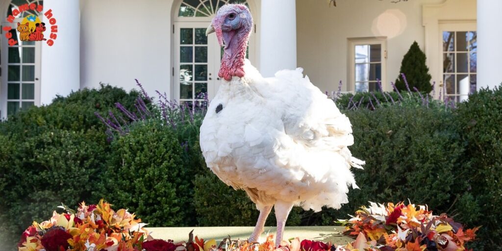 Pet Turkey Names
Funny Turkey Names
Clever Turkey Names
Cute Turkey Names
Unique Turkey Names
Best Turkey Names
Cool Turkey Names
Good Turkey Names
Popular Turkey Names
Famous Turkey Names
Male Turkey Names
Female Turkey Names
Baby Turkey Names
Unisex Turkey Names
Nicknames for Turkeys
Pardoned Turkey Names
Thanksgiving Turkey Names