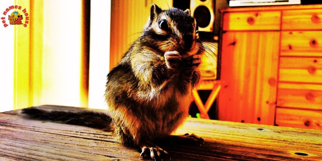 Pet Chipmunk Names
Funny Chipmunk Names
Good Chipmunk Names
Cute Chipmunk Names
Unique Chipmunk Names
Best Chipmunk Names
Cool Chipmunk Names
Popular Chipmunk Names
Nicknames For Chipmunk
Male Chipmunk Names
Female Chipmunk Names
Baby Chipmunk Names
Alvin Chipmunk Names
Mythical Chipmunk Names
Nature-Inspired Chipmunk Names
Food-Inspired Chipmunk Names
Color-Inspired Chipmunk Names