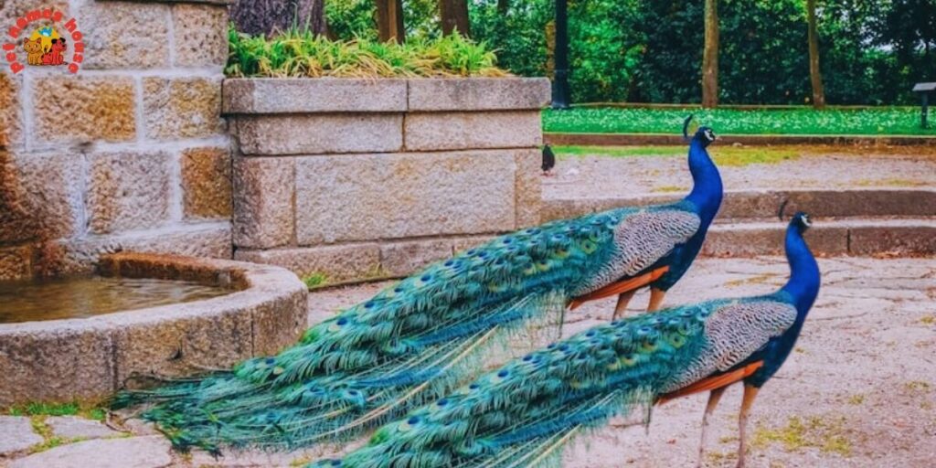 Pet Peacock Names
Creative Peacock Name Ideas
Popular Peacock Names
Funny Peacock Names
Best Peacock Names
Unique Peacock Names
Male Peacock Names
Female Peacock Names
Baby Peacock Names
Baby Peafowl Name Ideas
Cool Peacock Names
Cute Peacock Names
Unique Peacock Names
Famous Peacock Names
White Peacock Names
Blue Peacock Names
Western Peacock Names
drew peacock names
Peacock Nicknames
Exotic Peacock Names
peacock names adopt me
Scientific Peacock Names
Fantasy-Inspired Peacock Names
Nature-Inspired Peacock Names
Color-Inspired Peacock Names
Peacock Names Inspired by Royalty
Mythology-Inspired Peacock Names
Peacock Names from Movies & TV
peacock names in other languages
Peacock Names by Personality