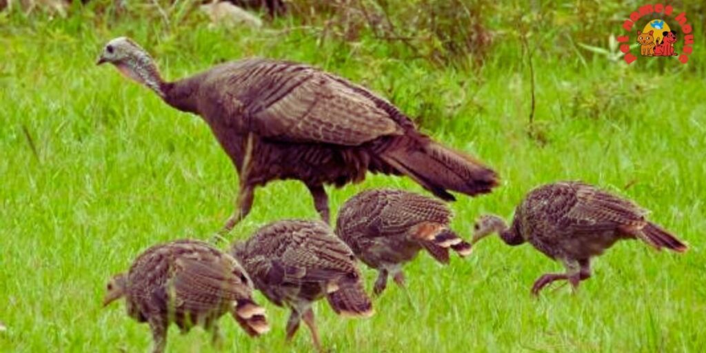 Pet Turkey Names
Funny Turkey Names
Clever Turkey Names
Cute Turkey Names
Unique Turkey Names
Best Turkey Names
Cool Turkey Names
Good Turkey Names
Popular Turkey Names
Famous Turkey Names
Male Turkey Names
Female Turkey Names
Baby Turkey Names
Unisex Turkey Names
Nicknames for Turkeys
Pardoned Turkey Names
Thanksgiving Turkey Names