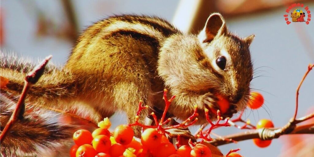 Pet Chipmunk Names
Funny Chipmunk Names
Good Chipmunk Names
Cute Chipmunk Names
Unique Chipmunk Names
Best Chipmunk Names
Cool Chipmunk Names
Popular Chipmunk Names
Nicknames For Chipmunk
Male Chipmunk Names
Female Chipmunk Names
Baby Chipmunk Names
Alvin Chipmunk Names
Mythical Chipmunk Names
Nature-Inspired Chipmunk Names
Food-Inspired Chipmunk Names
Color-Inspired Chipmunk Names