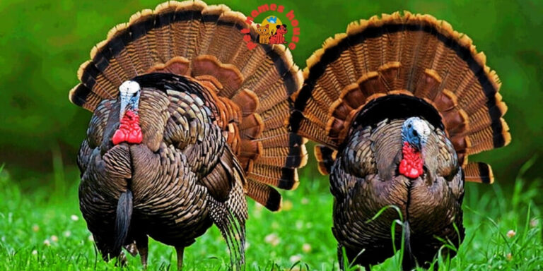 Pet Turkey Names Funny Turkey Names Clever Turkey Names Cute Turkey Names Unique Turkey Names Best Turkey Names Cool Turkey Names Good Turkey Names Popular Turkey Names Famous Turkey Names Male Turkey Names Female Turkey Names Baby Turkey Names Unisex Turkey Names Nicknames for Turkeys Pardoned Turkey Names Thanksgiving Turkey Names