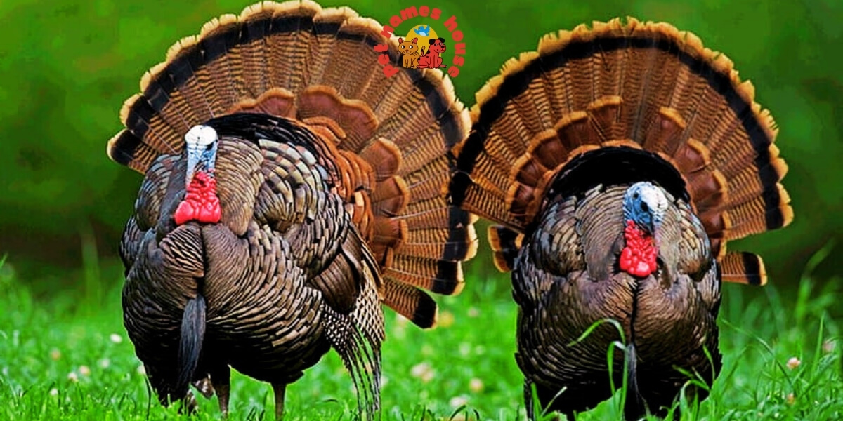 Pet Turkey Names Funny Turkey Names Clever Turkey Names Cute Turkey Names Unique Turkey Names Best Turkey Names Cool Turkey Names Good Turkey Names Popular Turkey Names Famous Turkey Names Male Turkey Names Female Turkey Names Baby Turkey Names Unisex Turkey Names Nicknames for Turkeys Pardoned Turkey Names Thanksgiving Turkey Names