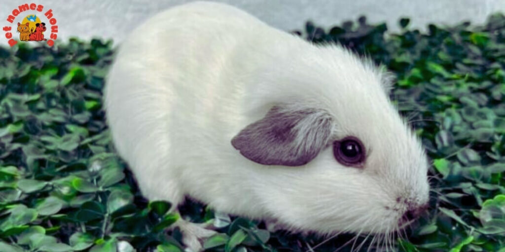 Best Guinea Pig Names
Funny Guinea Pig Names
Cool Guinea Pig Names
Cute Guinea Pig Names
Top Guinea Pig Names
Popular Guinea Pig Names
Unique Guinea Pig Names
Good Guinea Pig Names
Male Guinea Pig Names
Female Guinea Pig Names
Baby Guinea Pig Names
Nicknames for Guinea Pig
Creative Names for Guinea Pigs
Guinea Pig Names for Pairs
Disney Guinea Pig Names
Names for Fluffy Guinea Pigs
Celebrity Guinea Pig Names
Cartoon-Themed Guinea Pig Names
Fictional Character-Inspired Names
Mythological Guinea Pig Names
Color-Inspired Guinea Pig Names
White Guinea Pig Names
Black Guinea Pig Names
Brown Guinea Pig Names
Ginger Guinea Pig Names
Blonde Guinea Pig Names
Food-Inspired Guinea Pig Names
Nature-Inspired Guinea Pig Names
Destination-Inspired Guinea Pig Names
Movie and TV Star Names for Guinea Pigs
A to Z Guinea Pig Names