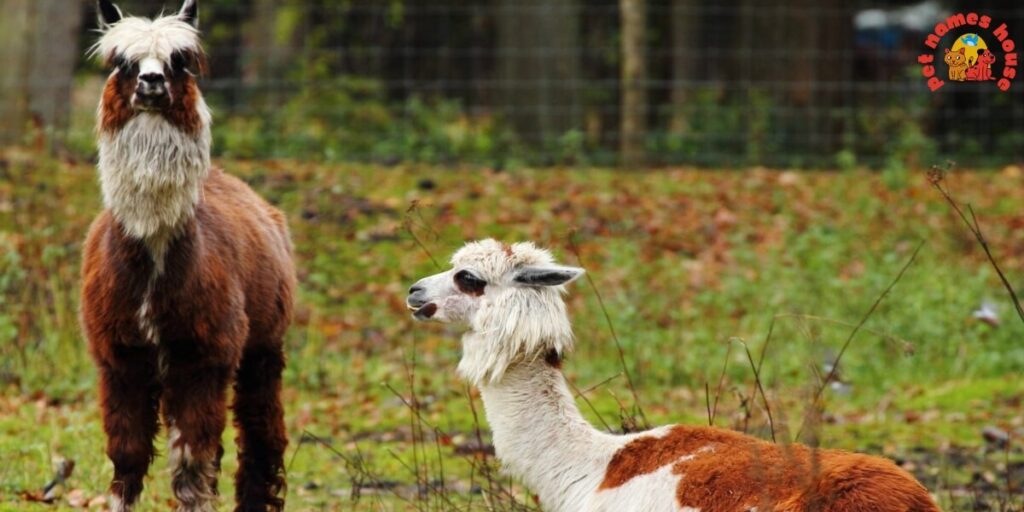 Best Alpaca Names
Popular Alpaca Names
Good Alpaca Names
Cute Alpaca Names
Clever Alpaca Names
Creative Alpaca Names
Cool Alpaca Names
Funny Alpaca Names
Unique Alpaca Names
Famous Alpaca Names
Male Alpaca Names
Female Alpaca Names
Baby Alpaca Names
Alpaca Nicknames
Alpaca Name Puns
Pet Alpaca Names