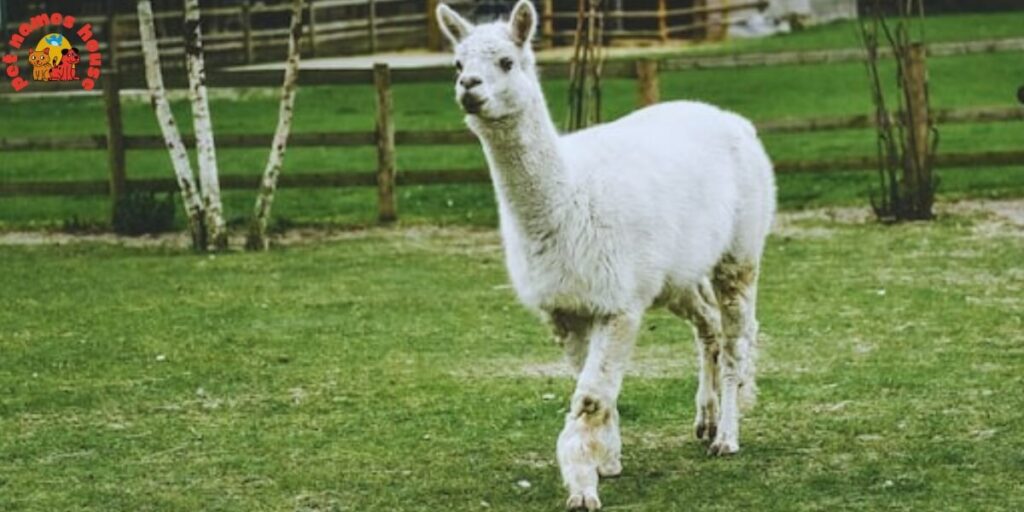 Best Alpaca Names
Popular Alpaca Names
Good Alpaca Names
Cute Alpaca Names
Clever Alpaca Names
Creative Alpaca Names
Cool Alpaca Names
Funny Alpaca Names
Unique Alpaca Names
Famous Alpaca Names
Male Alpaca Names
Female Alpaca Names
Baby Alpaca Names
Alpaca Nicknames
Alpaca Name Puns
Pet Alpaca Names